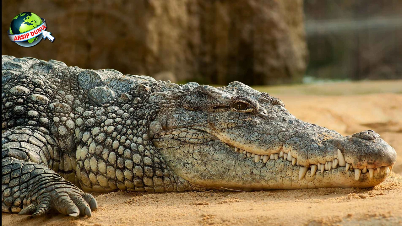 Sejarah Buaya: Dari 4 Mitos Hingga Teror Ilmiahnya!