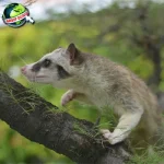 Musang Bertahan di Hutan Sejak 100 Tahun Lalu