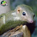 Tupai 1 Pahlawan Kecil di Rimba Raya