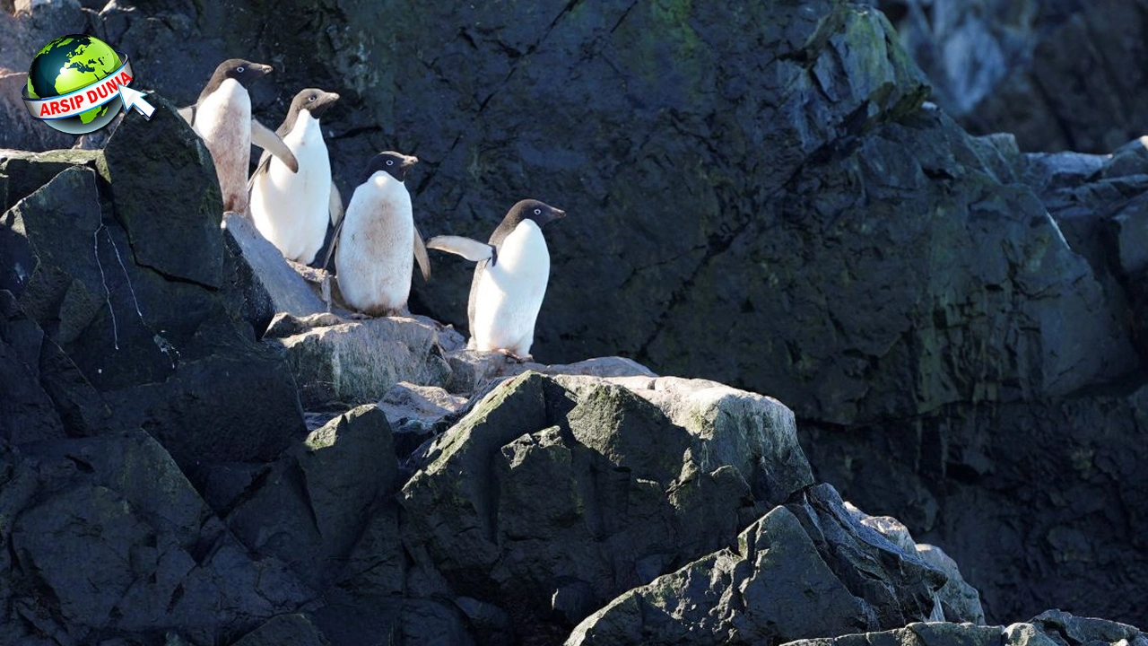Evolusi Pinguin Jadi 2 Perenang Handal Banget