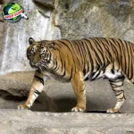 Misteri Harimau: 500 Kisah yang Belum Terungkap