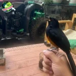 Burung Murai: Dari 25 Legenda Unik Fenomena