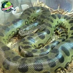 Anakonda 01 Legenda Ular Raksasa yang Hidup!