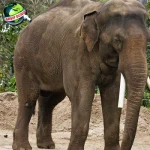 Evolusi Gajah 32 Purba, Ternyata dalam Bulu Lebat!