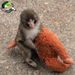 Monyet Purba 8 Gampang Banget Gak Typo