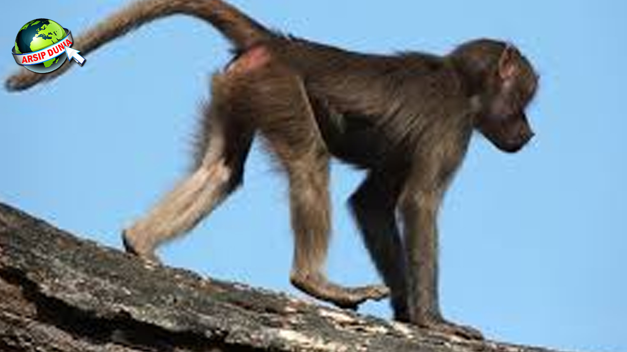 Monyet Purba 8 Gampang Banget Gak Typo