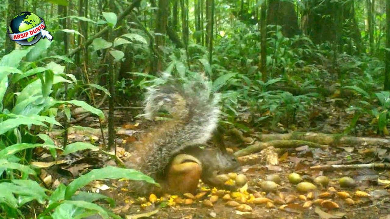 Tupai 1 Pahlawan Kecil di Rimba Raya
