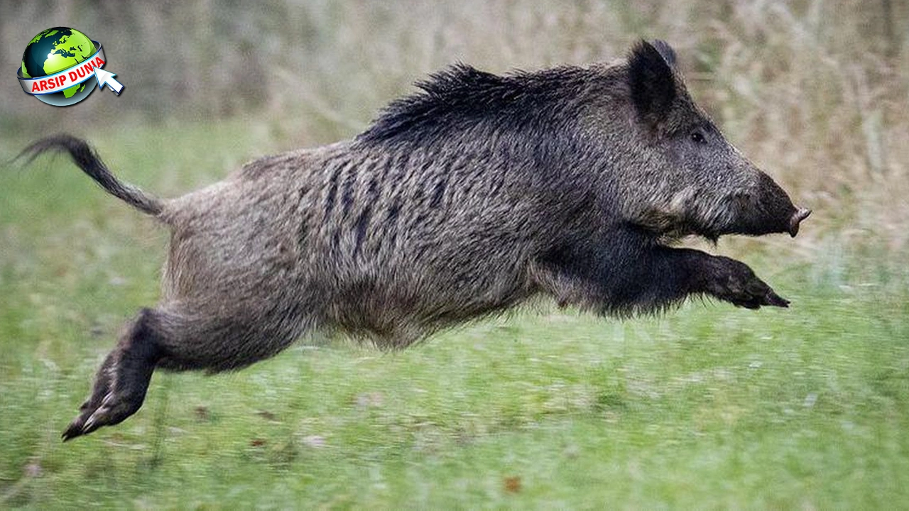 Babi Hutan Jadi 4 Hewan Tangguh, Simak Penuh!