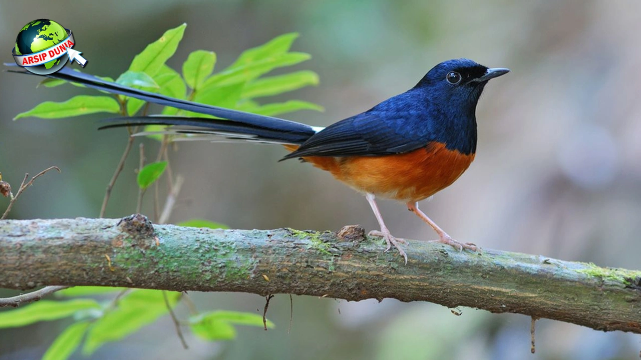Burung Murai: Dari 25 Legenda Unik Fenomena