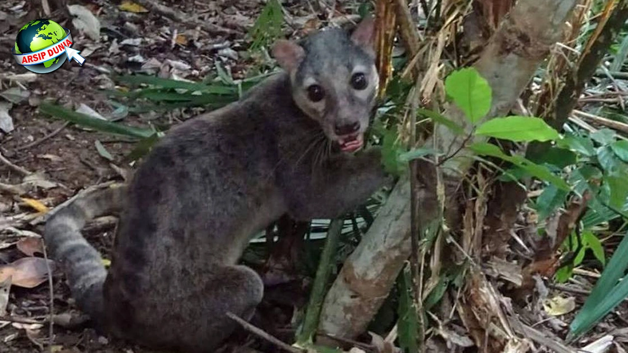 Musang Bertahan di Hutan Sejak 100 Tahun Lalu