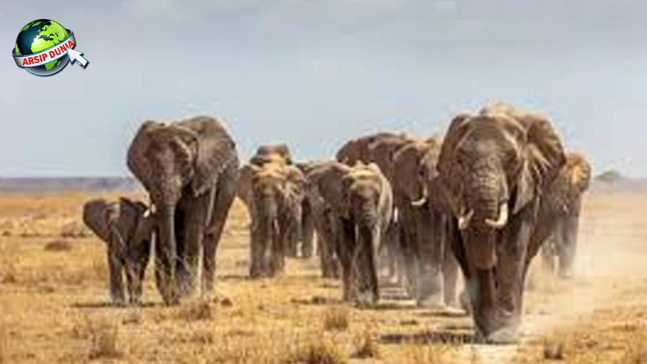 Evolusi Gajah 32 Purba, Ternyata dalam Bulu Lebat!