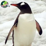 Evolusi Pinguin Jadi 2 Perenang Handal Banget