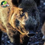 Babi Hutan Jadi 4 Hewan Tangguh, Simak Penuh!