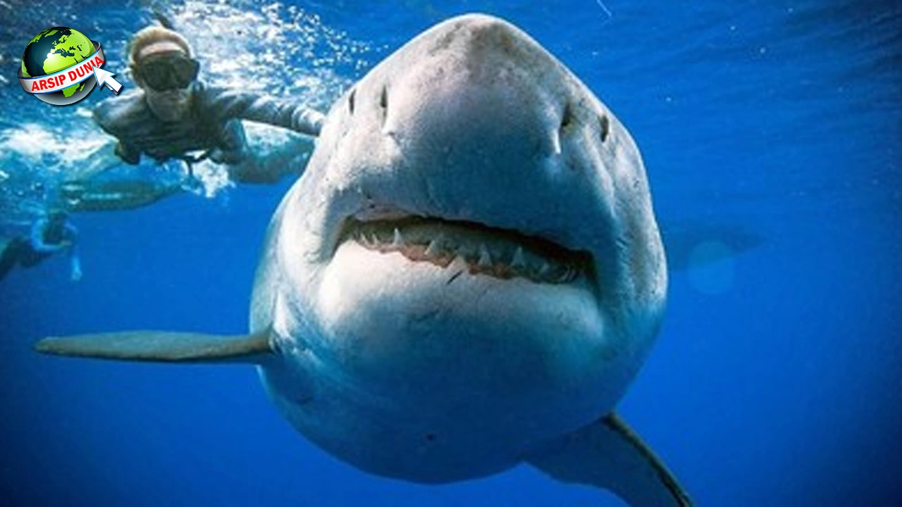 Hiu Putih 26 Sejarah Penuh Sang Predator Laut!