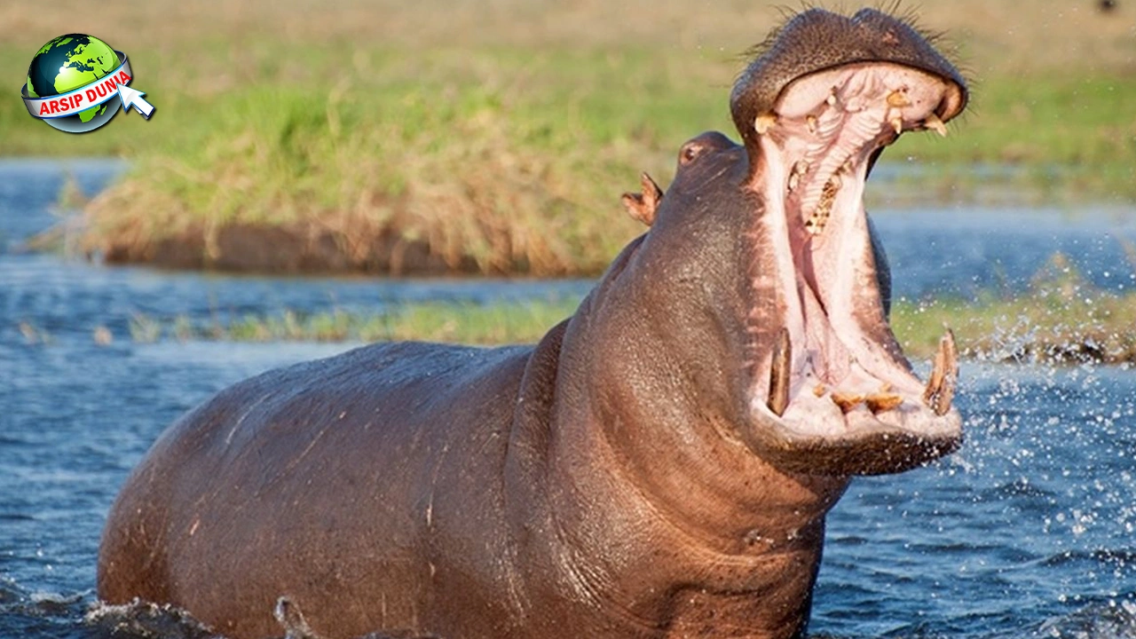 Kuda Nil, 5 Gigitannya Penuh Bisa Remukkan Buaya!