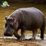 Kuda Nil, 5 Gigitannya Penuh Bisa Remukkan Buaya!