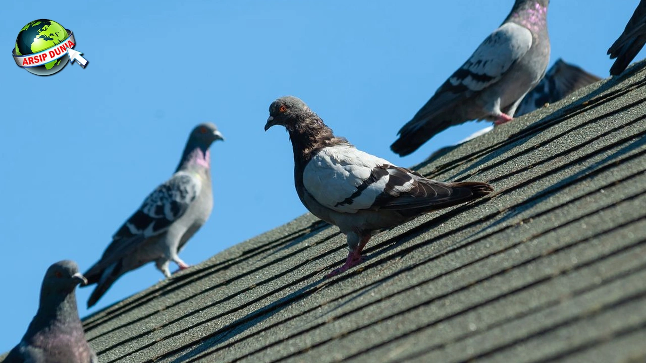 Merpati Jejak Sejarah di 9 Peradaban Kuno!