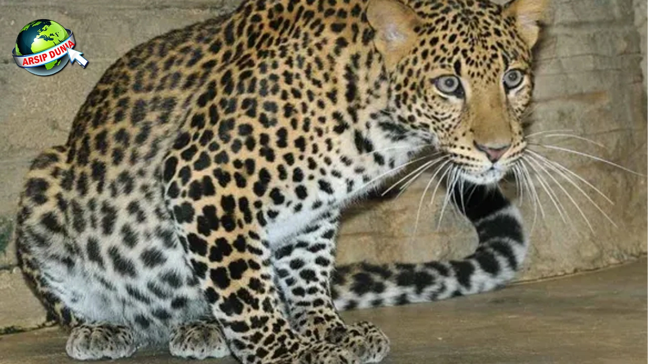 Macan Tutul: Dari 8 Mitos Kuno Hingga Statusnya