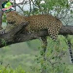 Macan Tutul: Dari 8 Mitos Kuno Hingga Statusnya