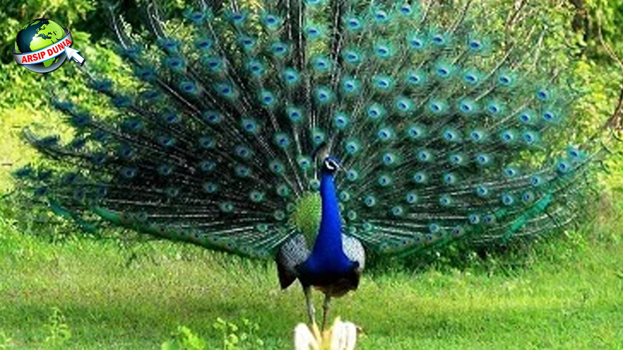 Burung Merak Menjadi 14 Ikon Dunia, Resmi!