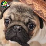 Hewan Anjing Dari 800 Pemburu Tangguh Brutal