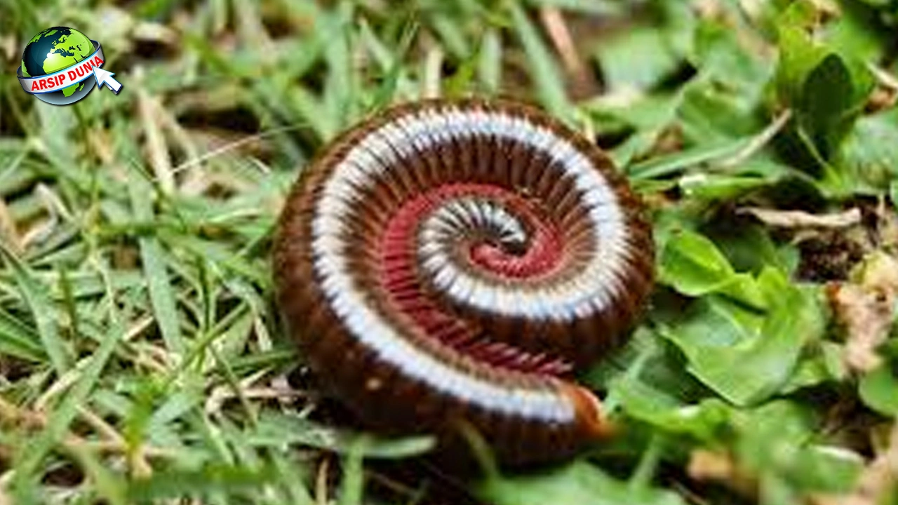 Kaki Seribu: Makhluk Purba yang Bertahan 1825