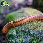 Kaki Seribu: Makhluk Purba yang Bertahan 1825