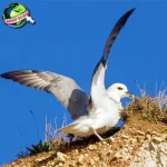 Burung Camar: Peranannya dalam 11 Ekosistem