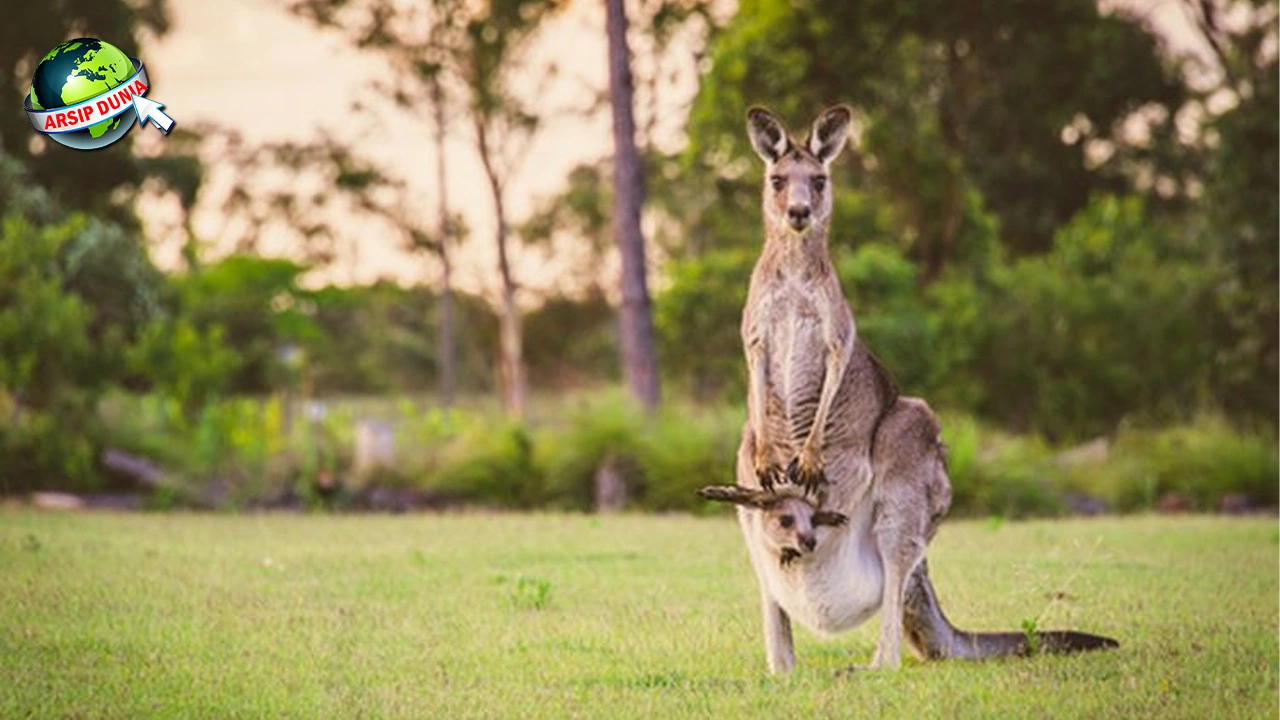 Kangguru: 7 Jejak Cantik di Benua Kanguru!