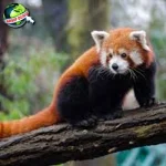 Panda Merah, 1 Hewan Purba Yang Masih Ada di Bumi