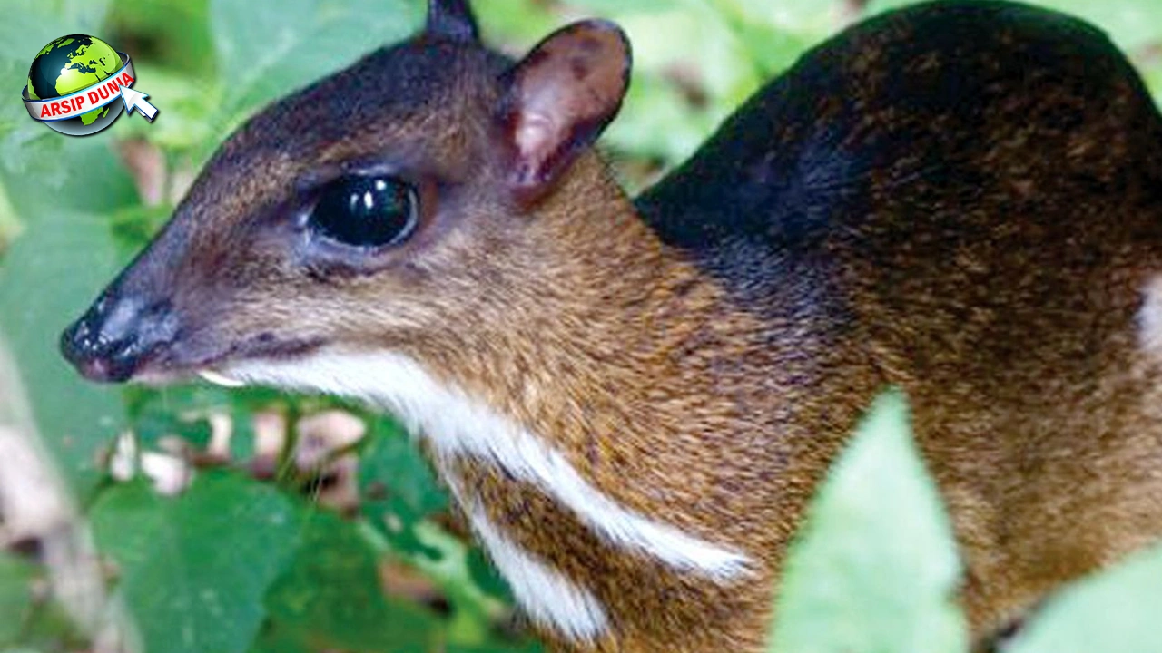 Menguak Misteri Kancil: Mitos, dan 2 Keberadaannya