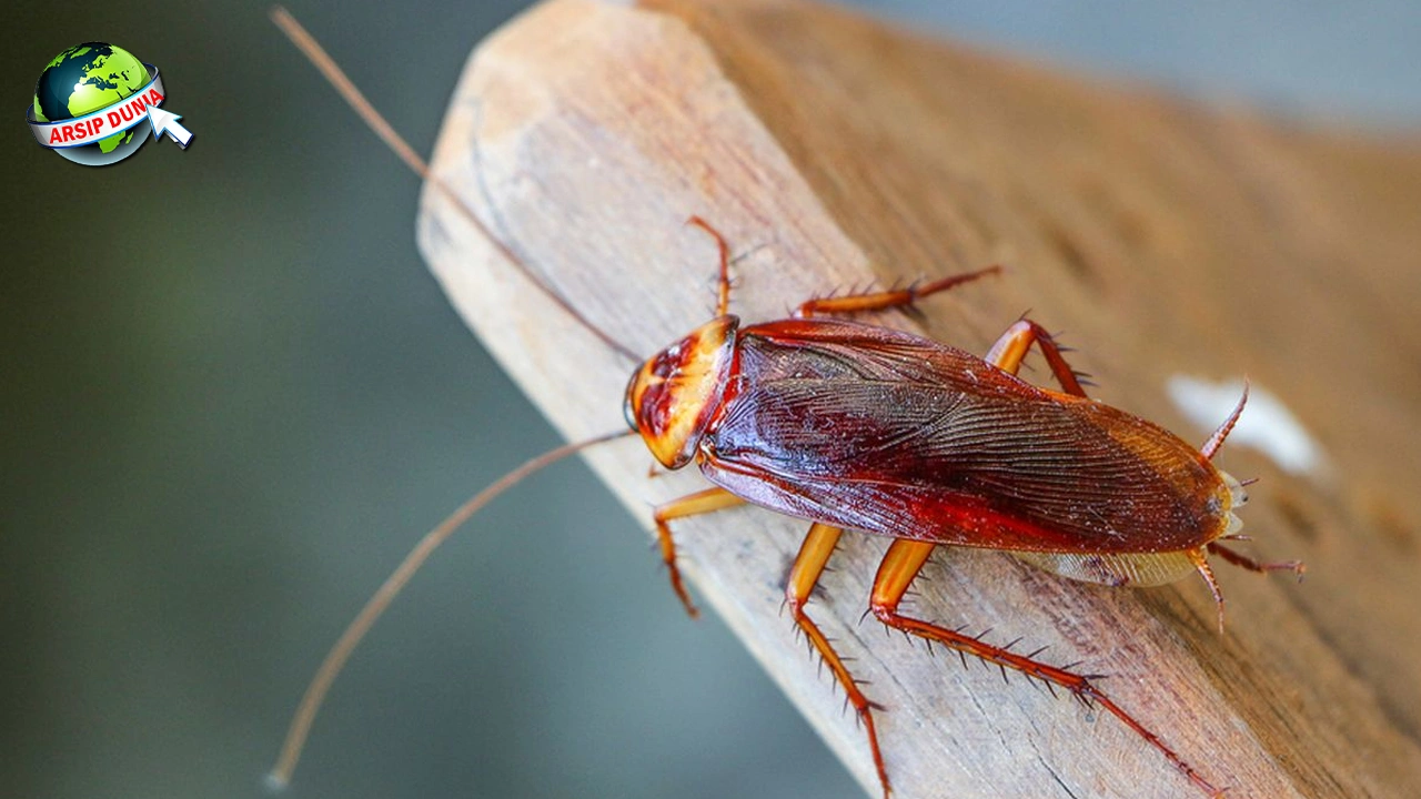 Kecoa 1 Hewan Yang Selamat Kepunahan Kuno