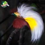 Burung Cendrawasih: Dari Kuno Hingga 2 Perlindungan