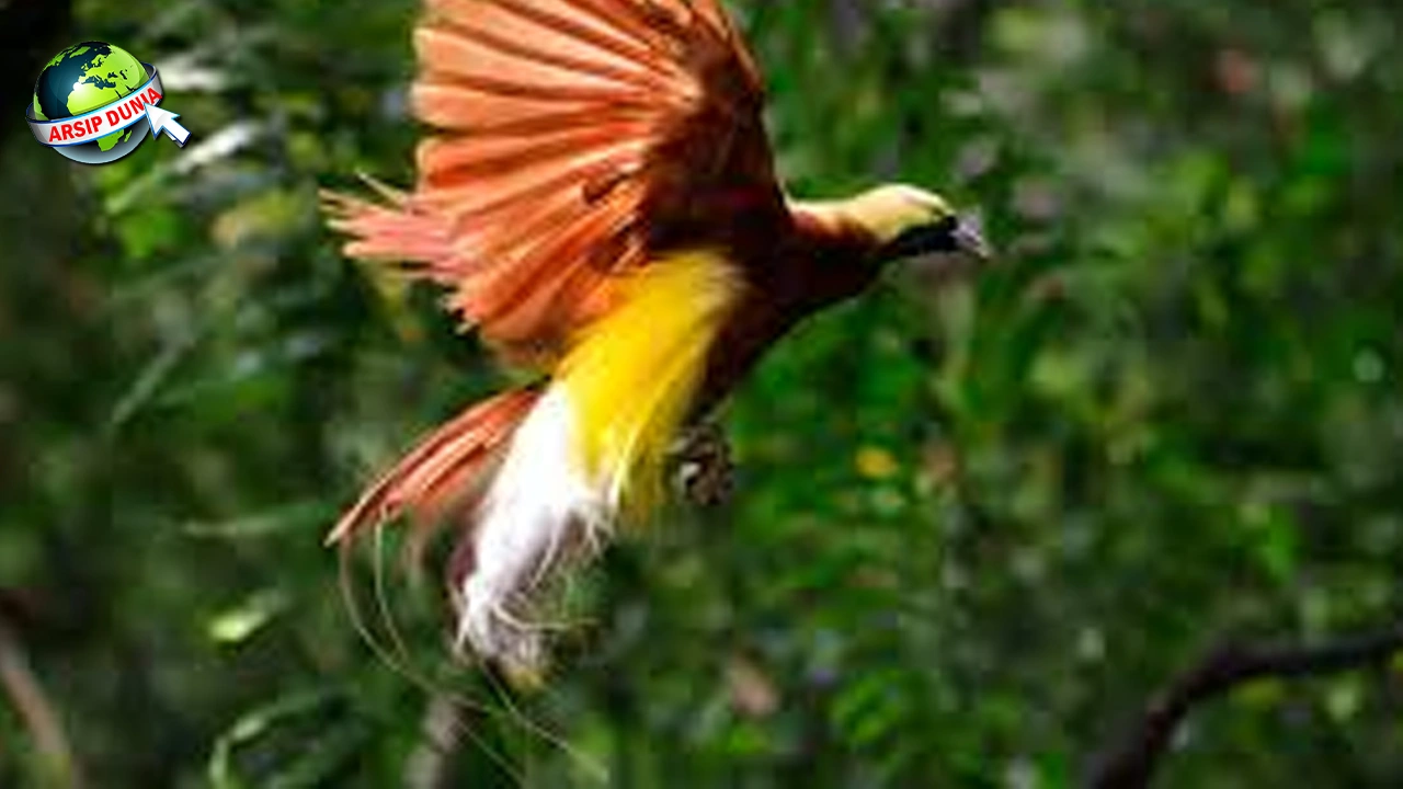 Burung Cendrawasih: Dari Kuno Hingga 2 Perlindungan