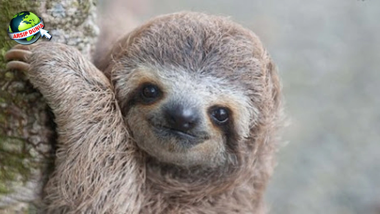 Kisah Kukang: Dari 7 Primata Langka Hingga Ikon Budaya