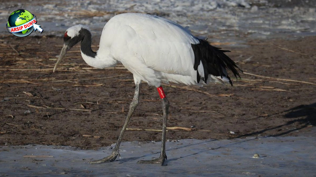 Burung Bangau 17x Setia yang Bikin Indah