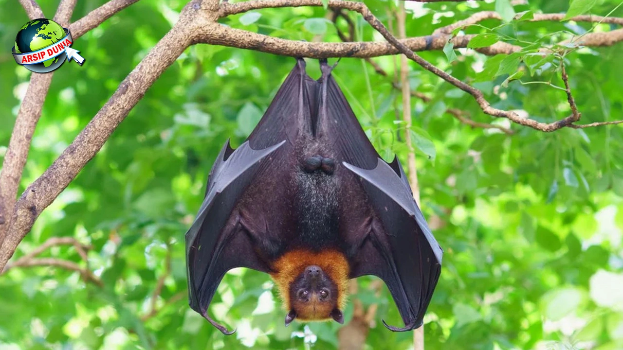 Kelelawar: Kisah 41 Evolusi Makhluk Malam yang Unik