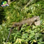 Iguana Reptil Kuno yang Memiliki 9 Ciri Khas