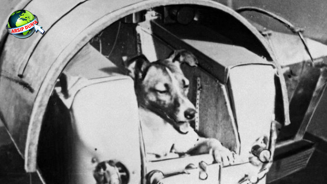 Hewan Anjing Dari 800 Pemburu Tangguh Brutal