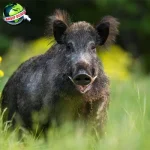 Babi Hutan: Sejarah, 7 Evolusi, Penuh Peranannya