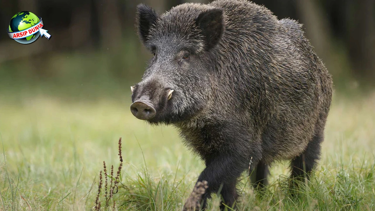 Babi Hutan: Sejarah, 7 Evolusi, Penuh Peranannya