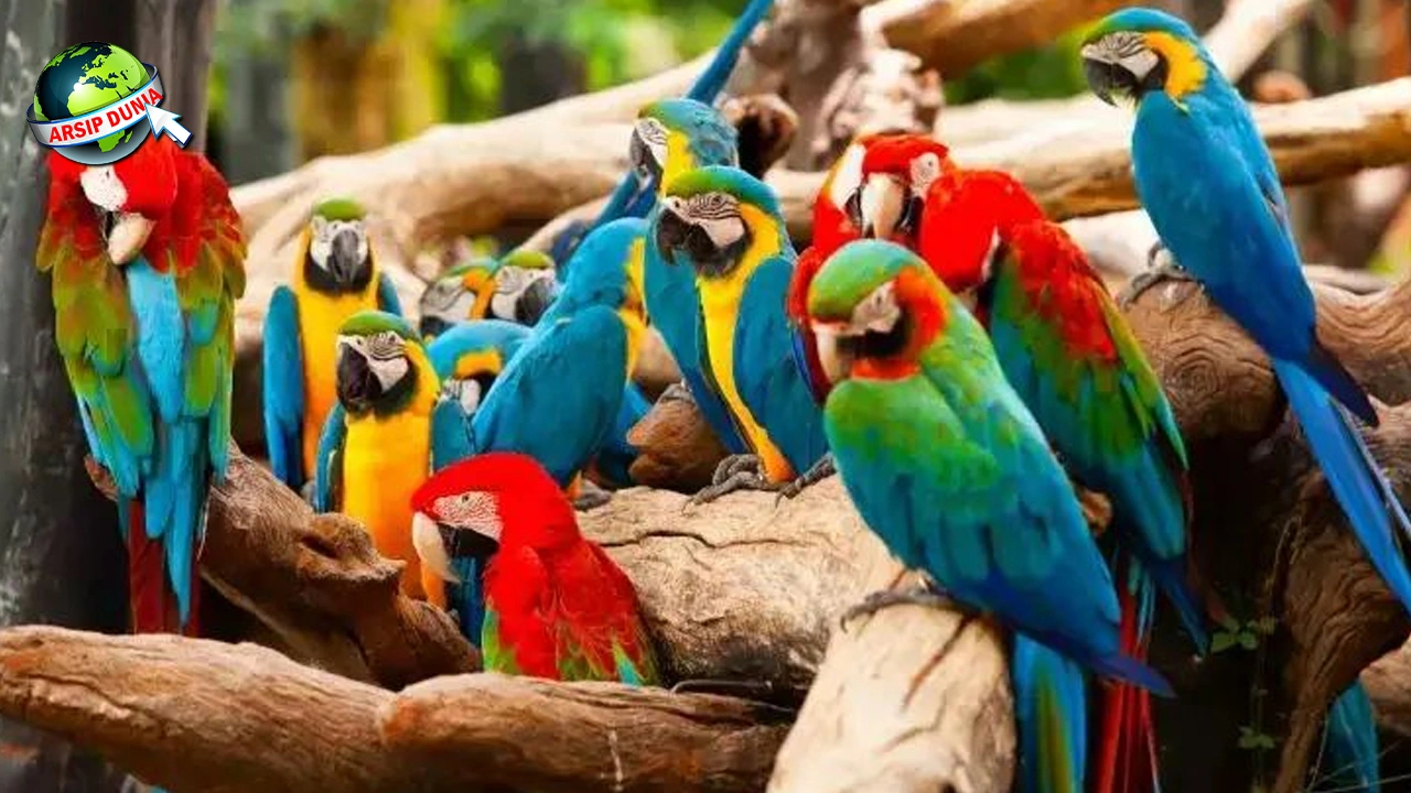 Burung Beo 23 Simbol Kebijaksanaan Tantangan