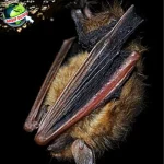 Kelelawar: Kisah 41 Evolusi Makhluk Malam yang Unik