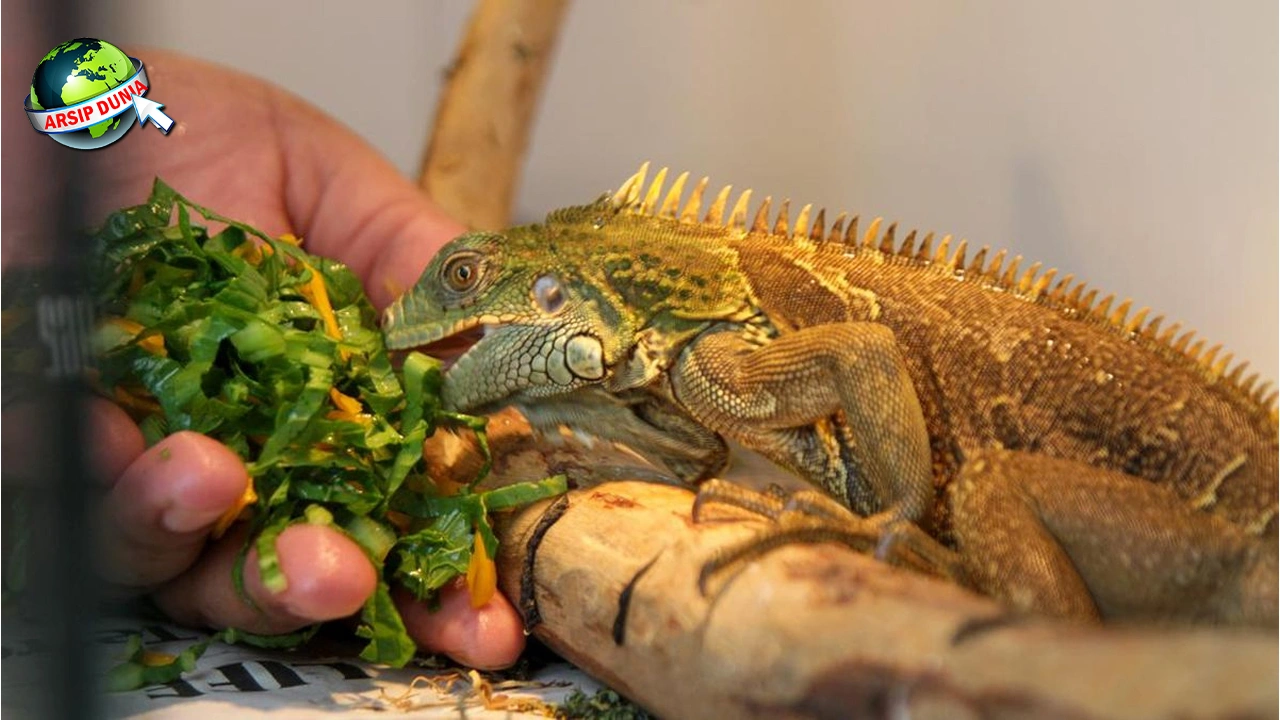 Iguana Reptil Kuno yang Memiliki 9 Ciri Khas