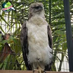 Rajawali Burung Gagah 2 Penakluk Langit