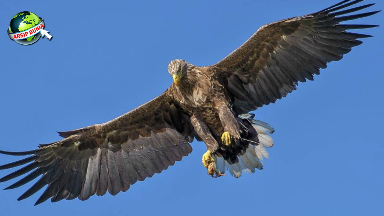Rajawali Burung Gagah 2 Penakluk Langit