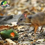 Menguak Misteri Kancil: Mitos, dan 2 Keberadaannya