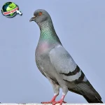 Merpati Jejak Sejarah di 9 Peradaban Kuno!