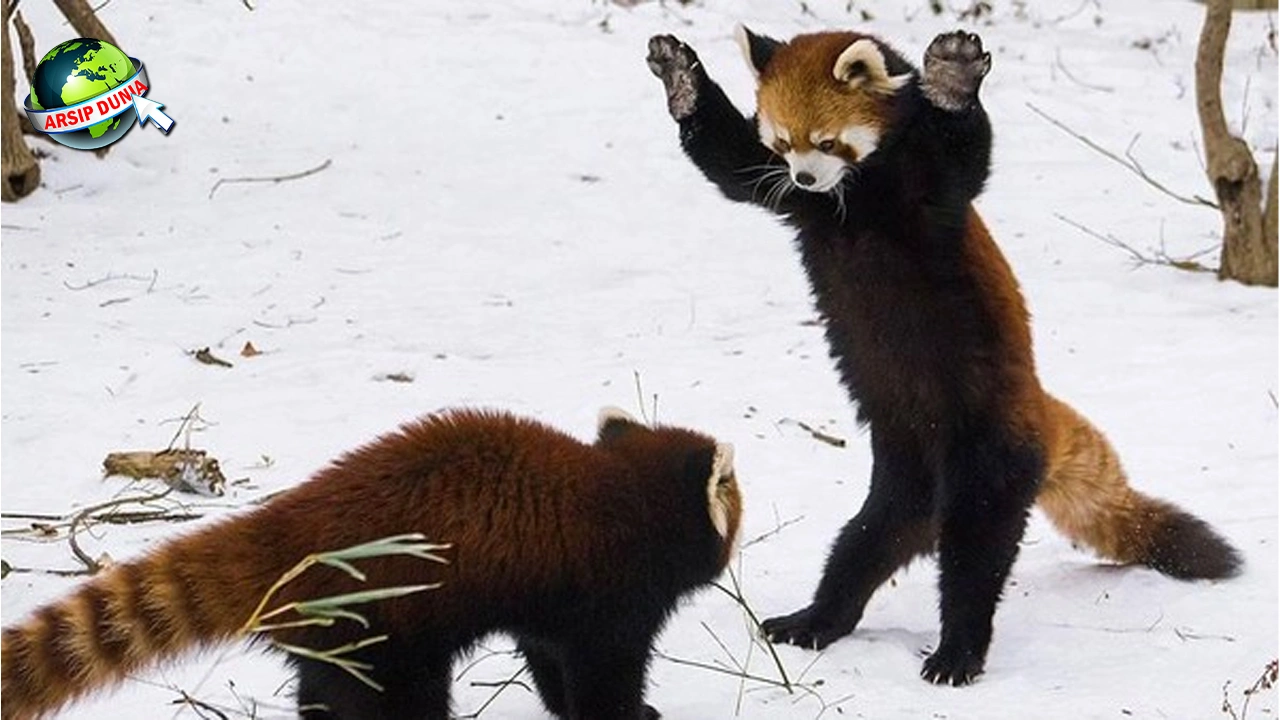 Panda Merah, 1 Hewan Purba Yang Masih Ada di Bumi