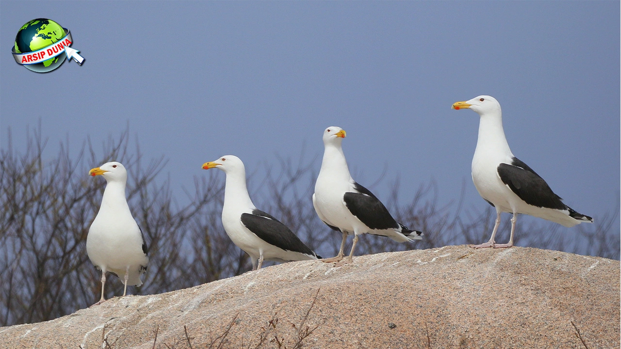 Burung Camar: Peranannya dalam 11 Ekosistem